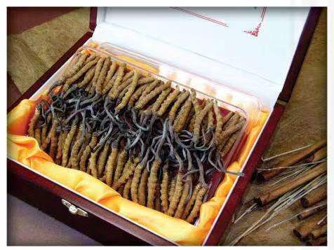 兴宾冬虫夏草回收